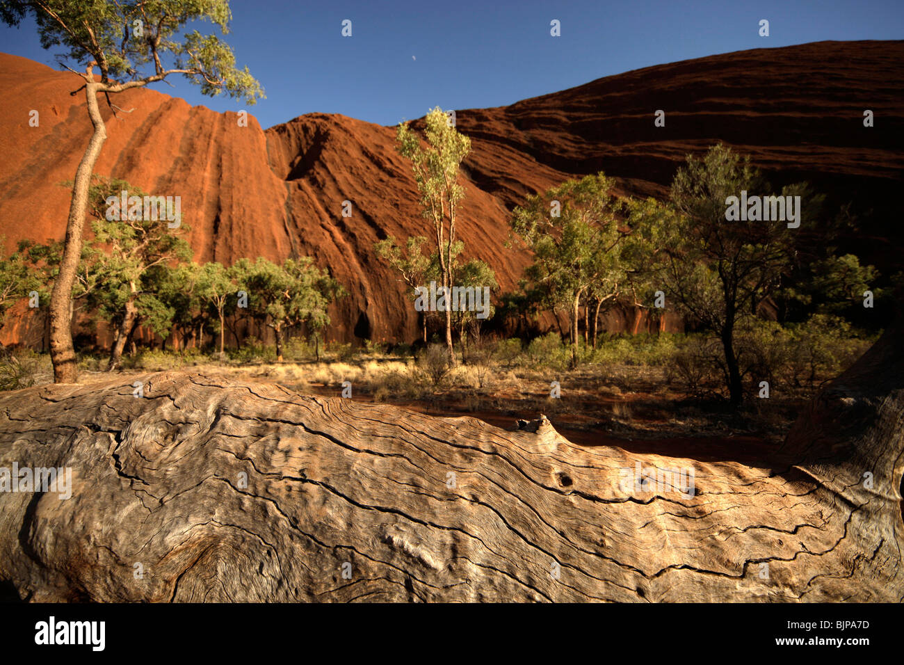 Tronc de l'arbre et l'Uluru ou Ayers Rock , Territoire du Nord, Australie Banque D'Images