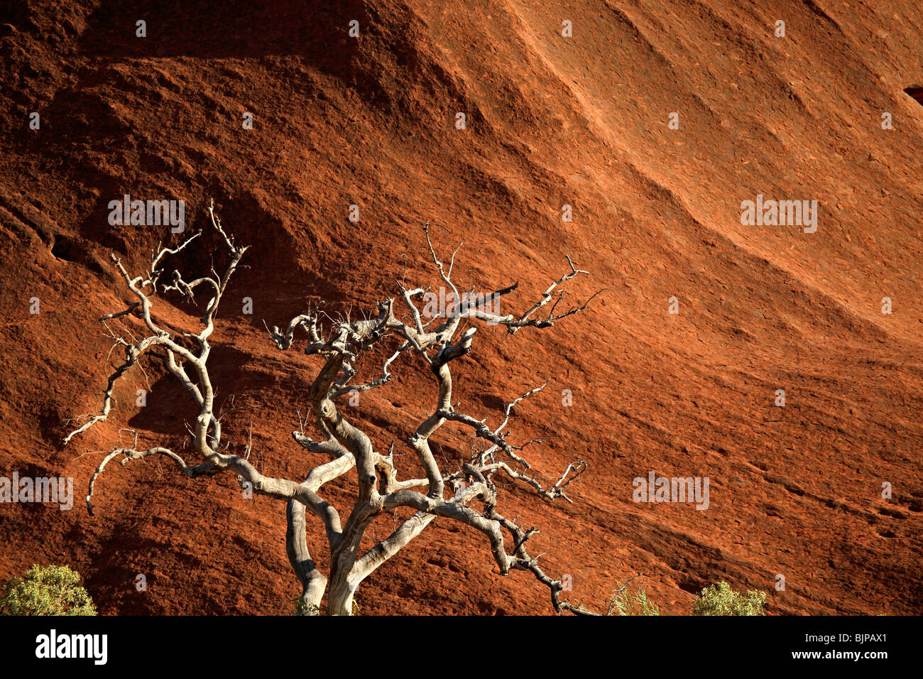Arbre mort en face d'Uluru ou Ayers Rock , Territoire du Nord, Australie Banque D'Images