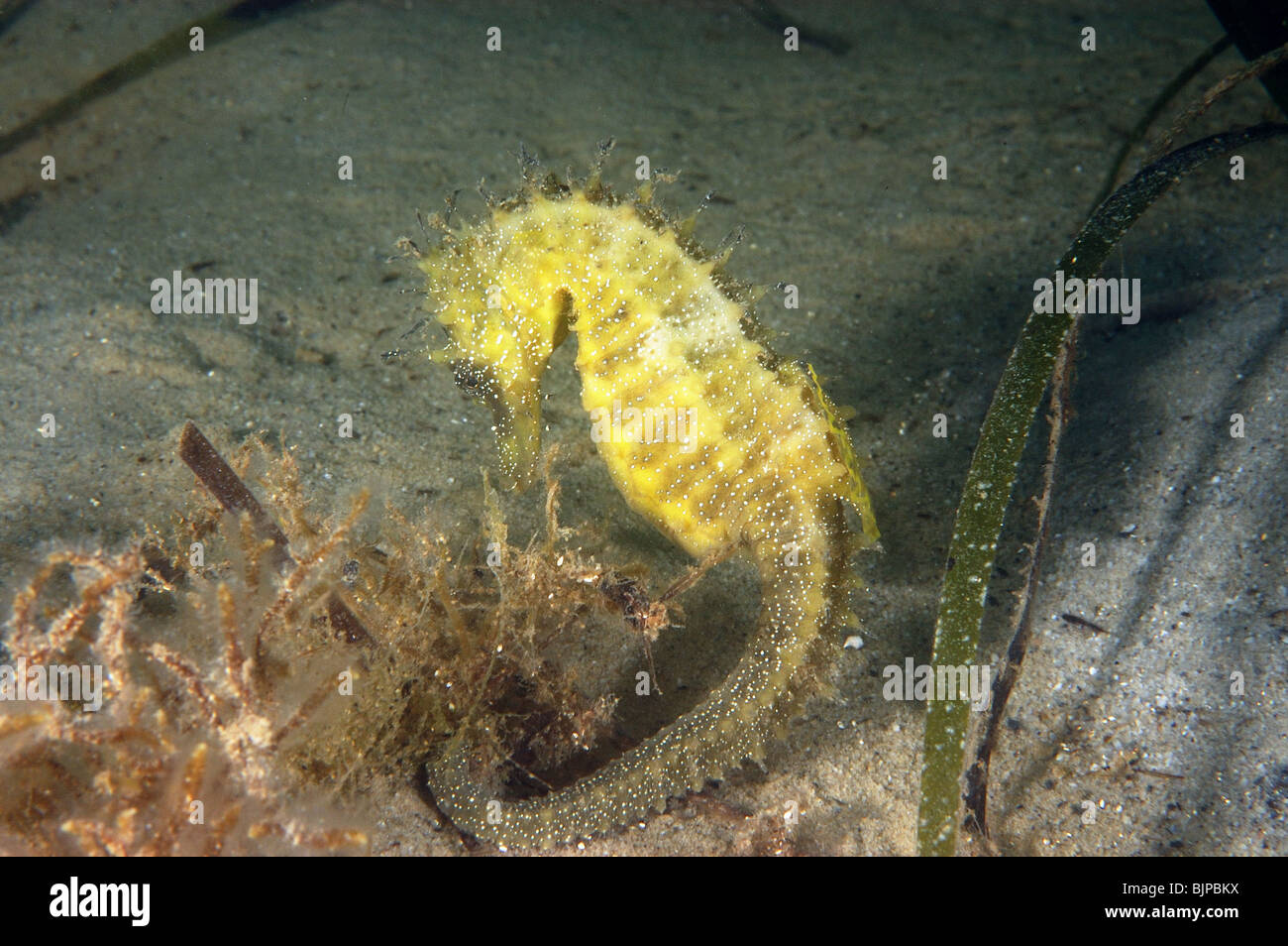 L'hippocampe, Hippocampus guttulatus. Studland Dorset. Banque D'Images