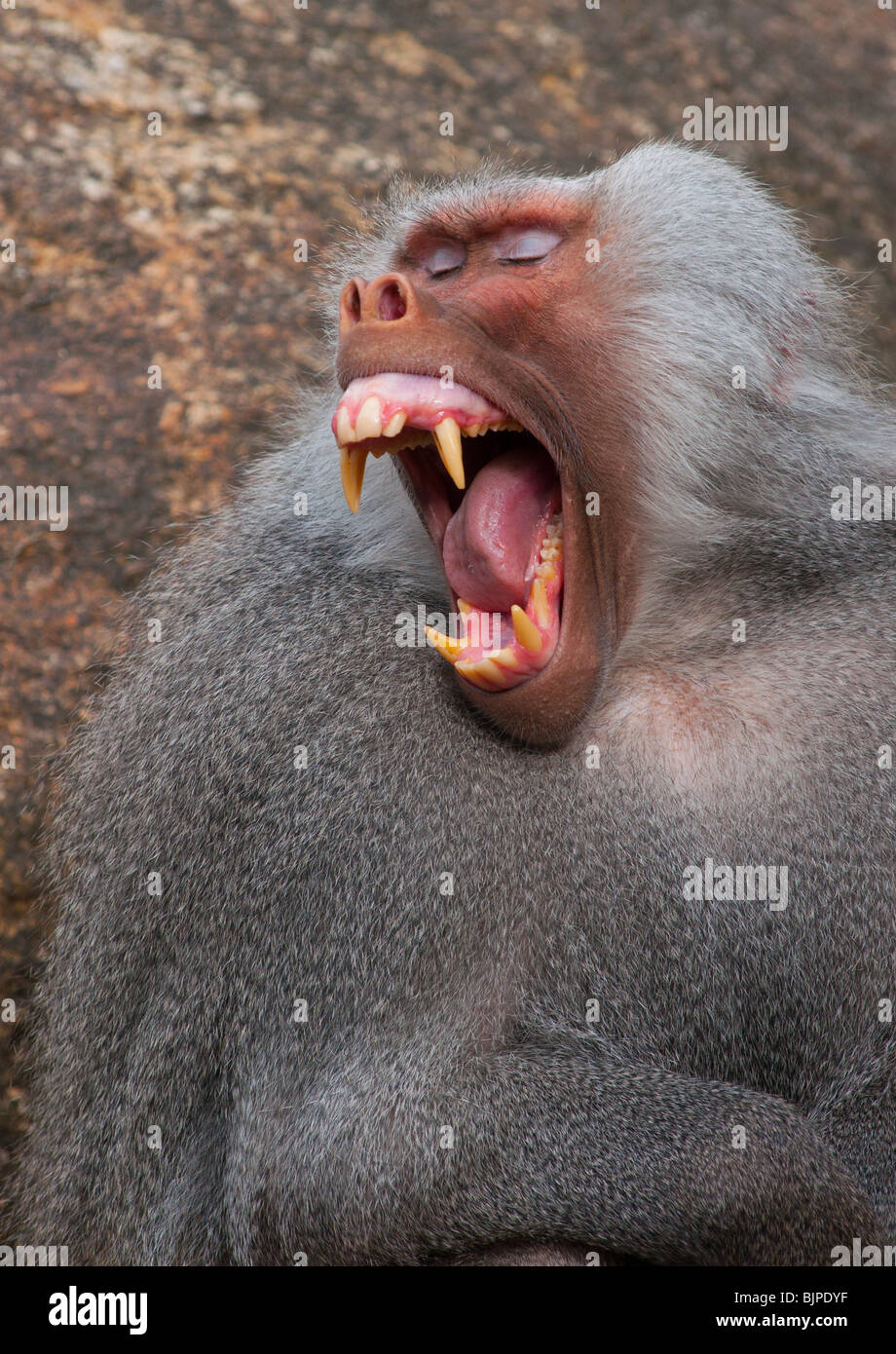Papio hamadryas Baboon mâle alpha et montrant ses crocs il grandes dents. Banque D'Images