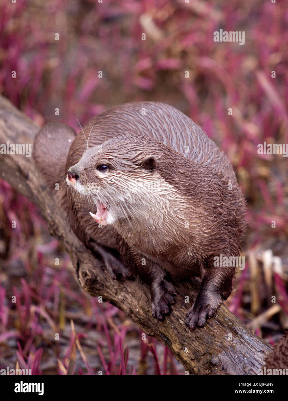Petite asiatique griffé Otter (aonyx cinerea) Banque D'Images