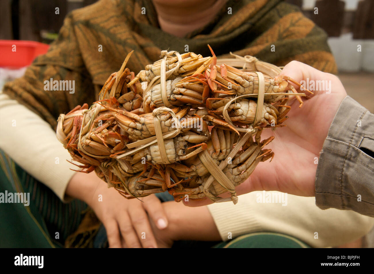 Les crabes cuits ensemble dans trussed marché de Luang Prabang au Laos Banque D'Images