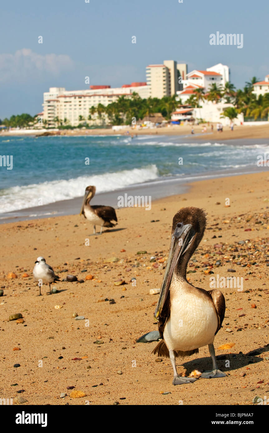 Des pélicans sur la plage de Puerto Vallarta au Mexique Banque D'Images