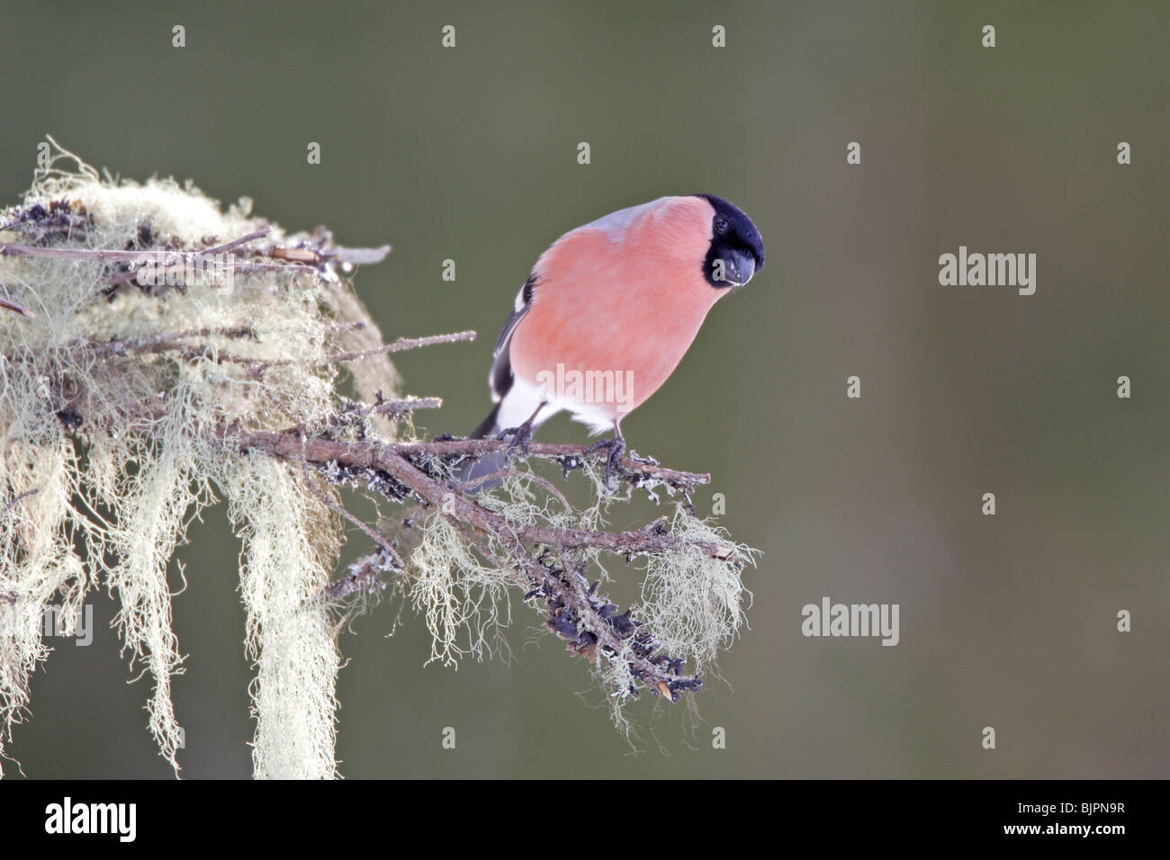 Canard colvert mâle sur une branche couverte de lichen Banque D'Images