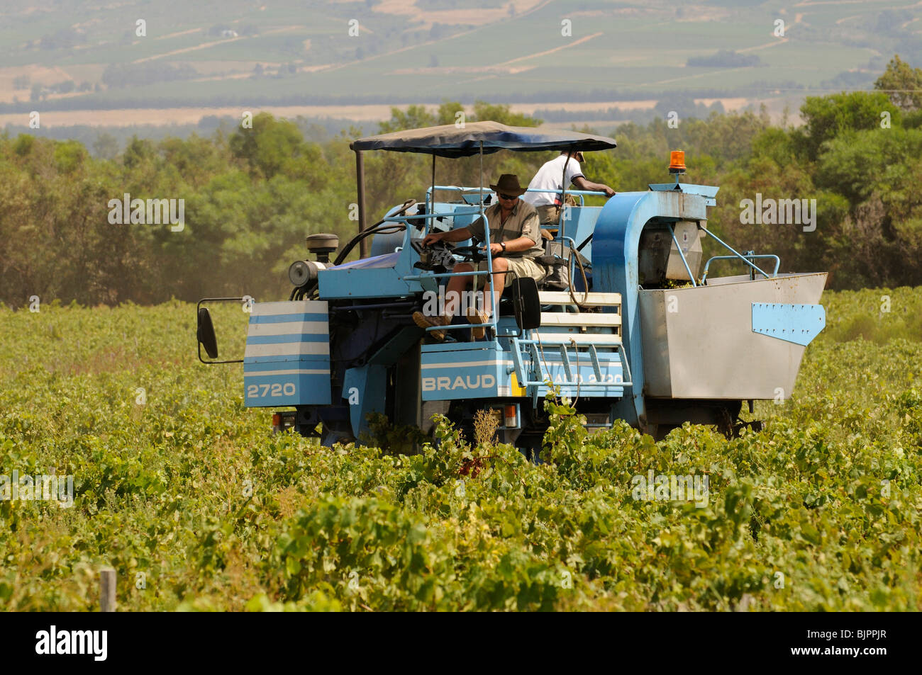 Un modèle vendangeuse Braud 2720 picking grapes machine dans un vignoble près de Paarl dans le Western Cape Afrique du Sud Banque D'Images