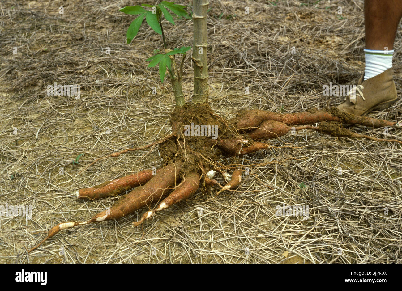 Le manioc ou de manioc (Manihot esculenta) root avec le pied d'un homme pour montrer la taille Banque D'Images