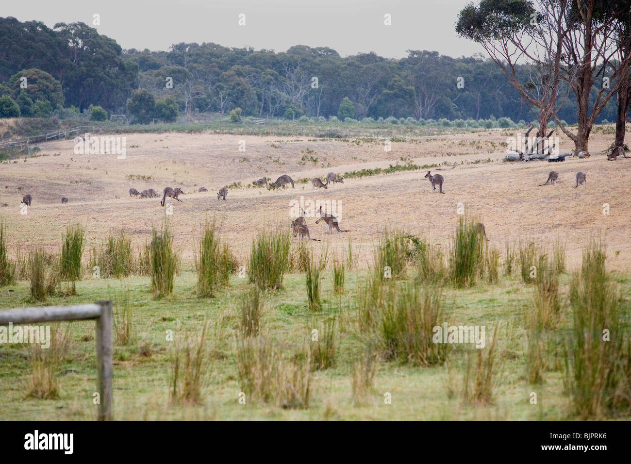 Boxe kangourous sauvages à l'aube sur la péninsule de Mornington en Victora, Australie Banque D'Images