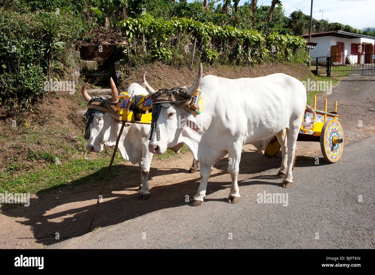 Traditionnel Costa Rica Oxcart Banque D'Images