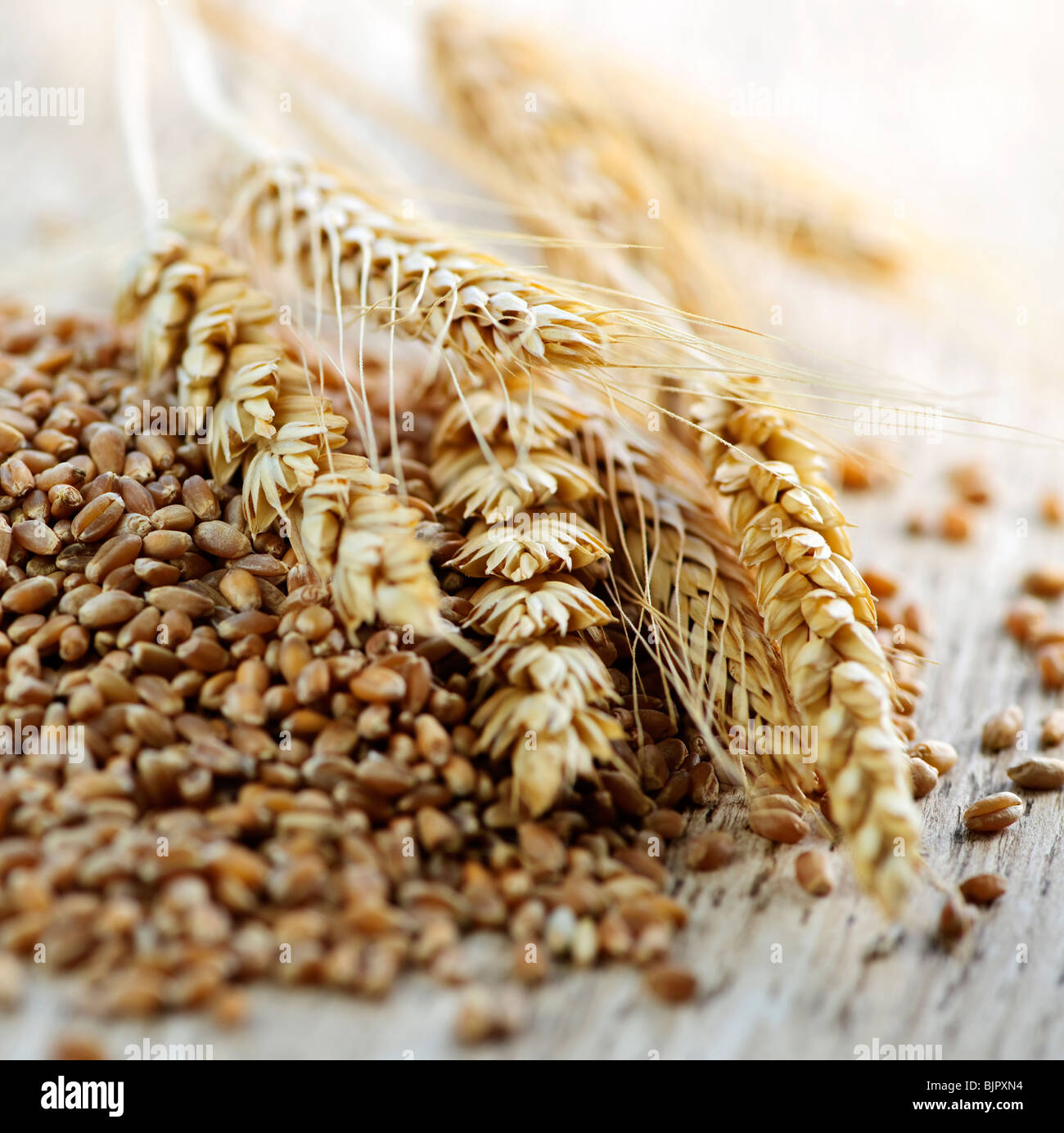 Gros plan sur tas de grains de blé à grains entiers biologiques et les oreilles Banque D'Images