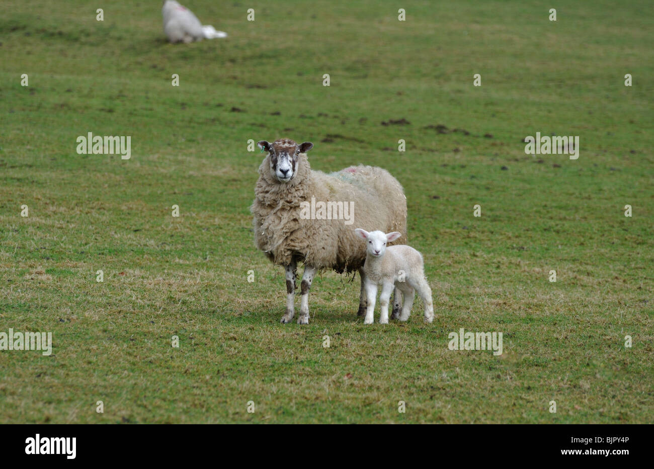 Avec l'agneau brebis printemps dans la forêt de Bowland Banque D'Images
