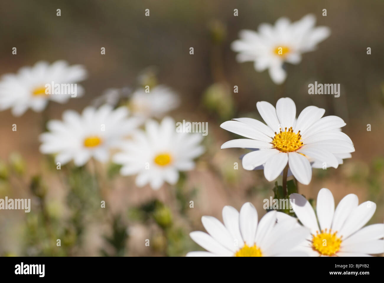 Les marguerites sauvages au Namaqualand Banque D'Images