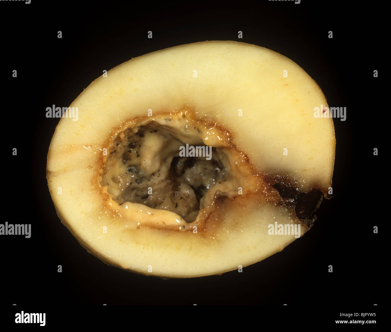 Pourriture molle bactérienne (Pectobacterium carotovorum infection secondaire au tubercule de pomme de terre après des dommages aux limaces Banque D'Images