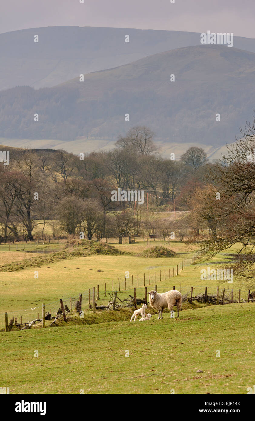 Ewe avec deux agneaux dans l'Hodder valley au début du printemps Banque D'Images