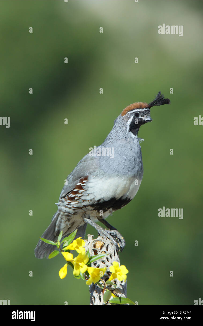 Colin de Gambel Banque D'Images