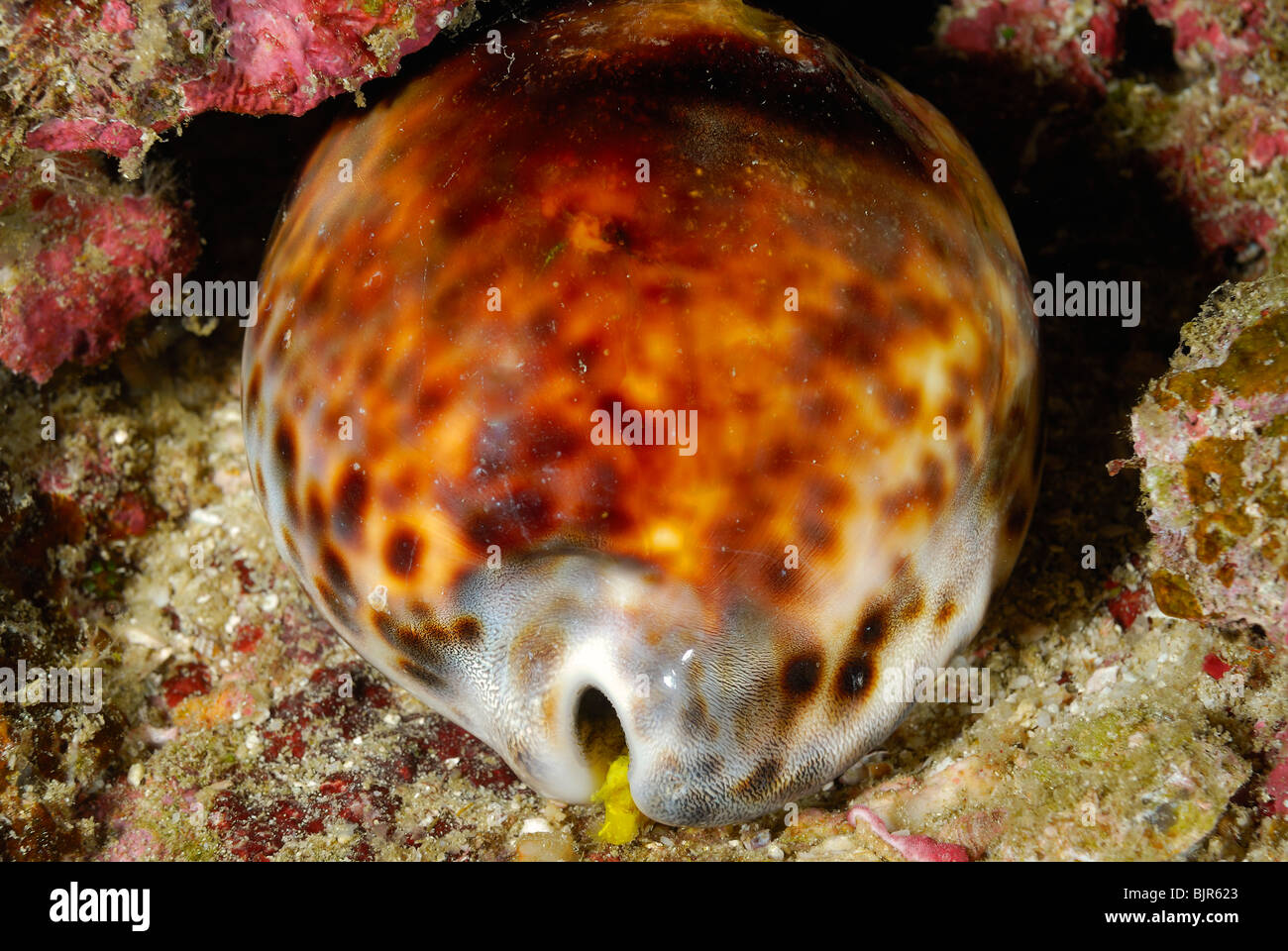 De Shell cowrie dans les îles Similan, la mer d'Andaman Banque D'Images