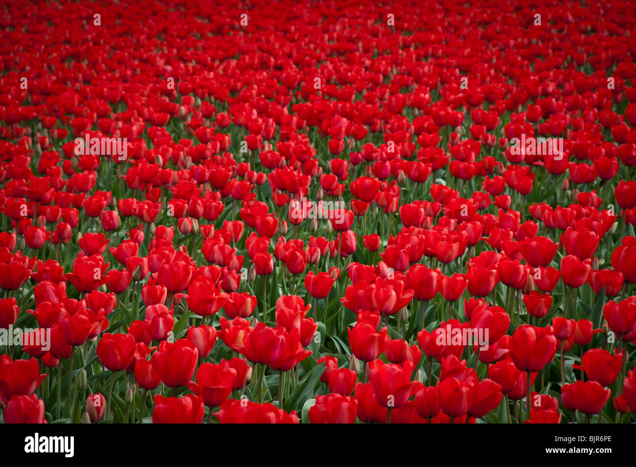 Domaine de tulipes rouges, Mt. Vernon, Skagit Valley, Washington Banque D'Images