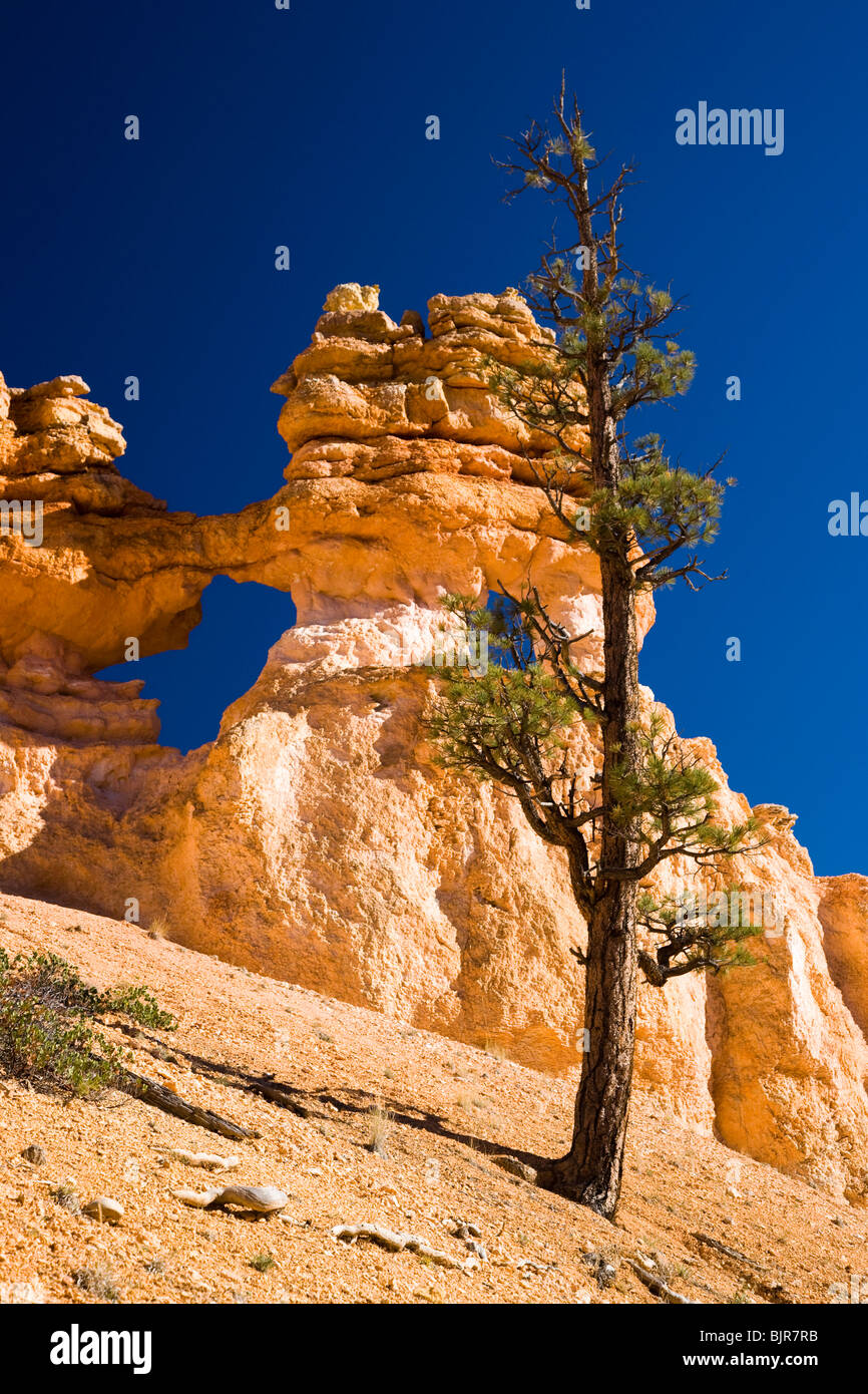 Paysage désertique Banque D'Images