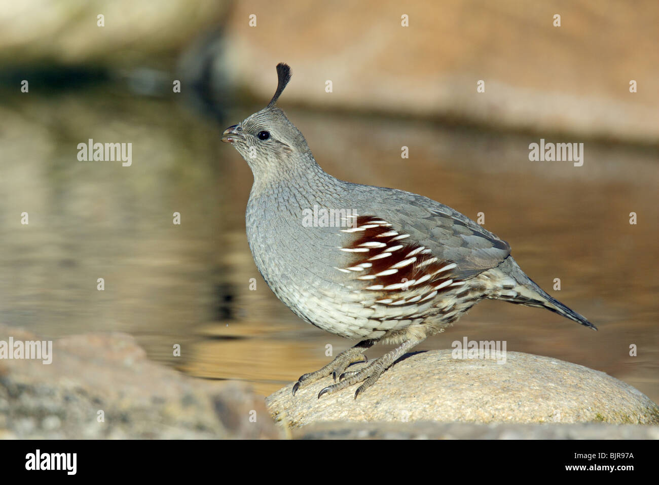 La caille de Gambel Femme boire. Banque D'Images