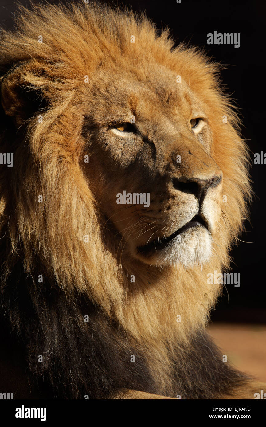 Portrait d'un grand mâle African lion (Panthera leo), sur un fond noir, Afrique du Sud Banque D'Images