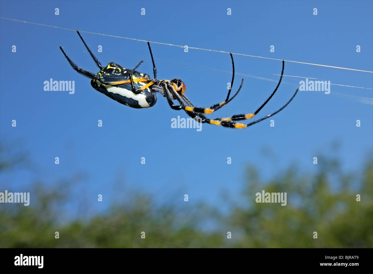 Golden orb spider web (Nephila senegalensis) contre un ciel bleu, Afrique du Sud Banque D'Images