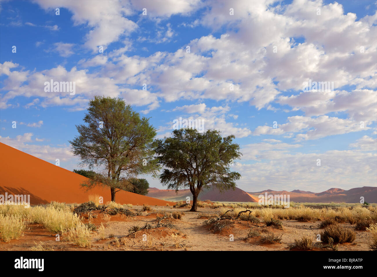 Paysage avec des herbes du désert, des dunes de sable rouge et d'acacias africains, Sossusvlei, Namibie, Afrique du Sud Banque D'Images