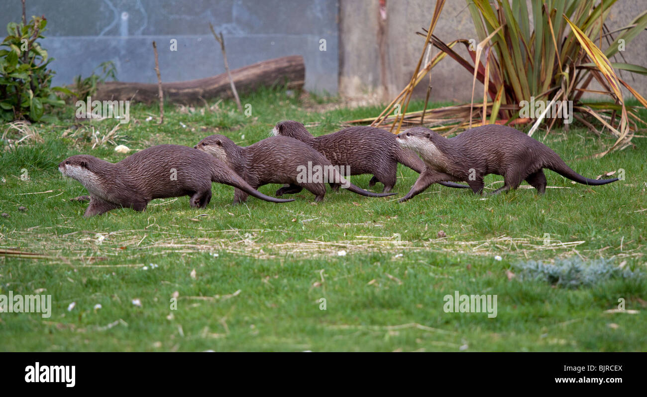 Small-Clawed asiatique des loutres (aonyx cinerea) Banque D'Images