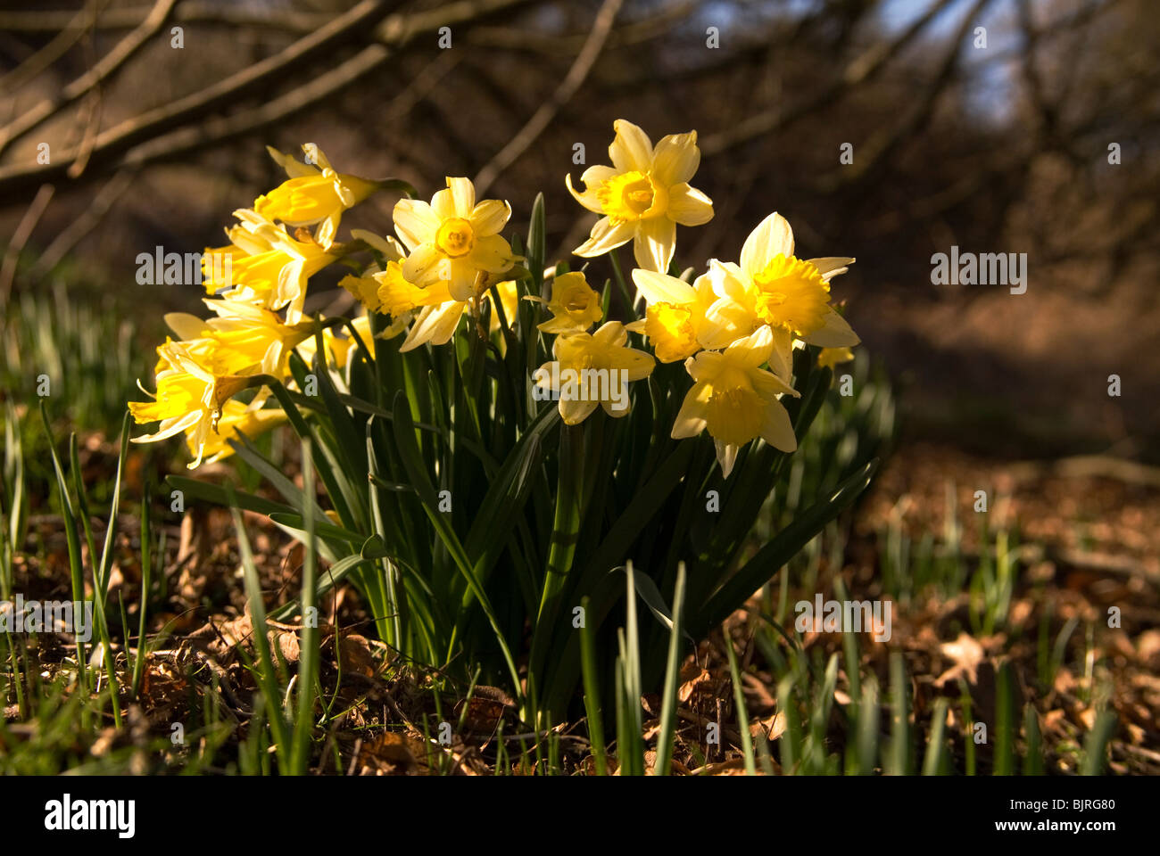 Les jonquilles sauvages (Narcissus pseudonarcissus) croissant sur une réserve naturelle dans la campagne Herefordshire Banque D'Images