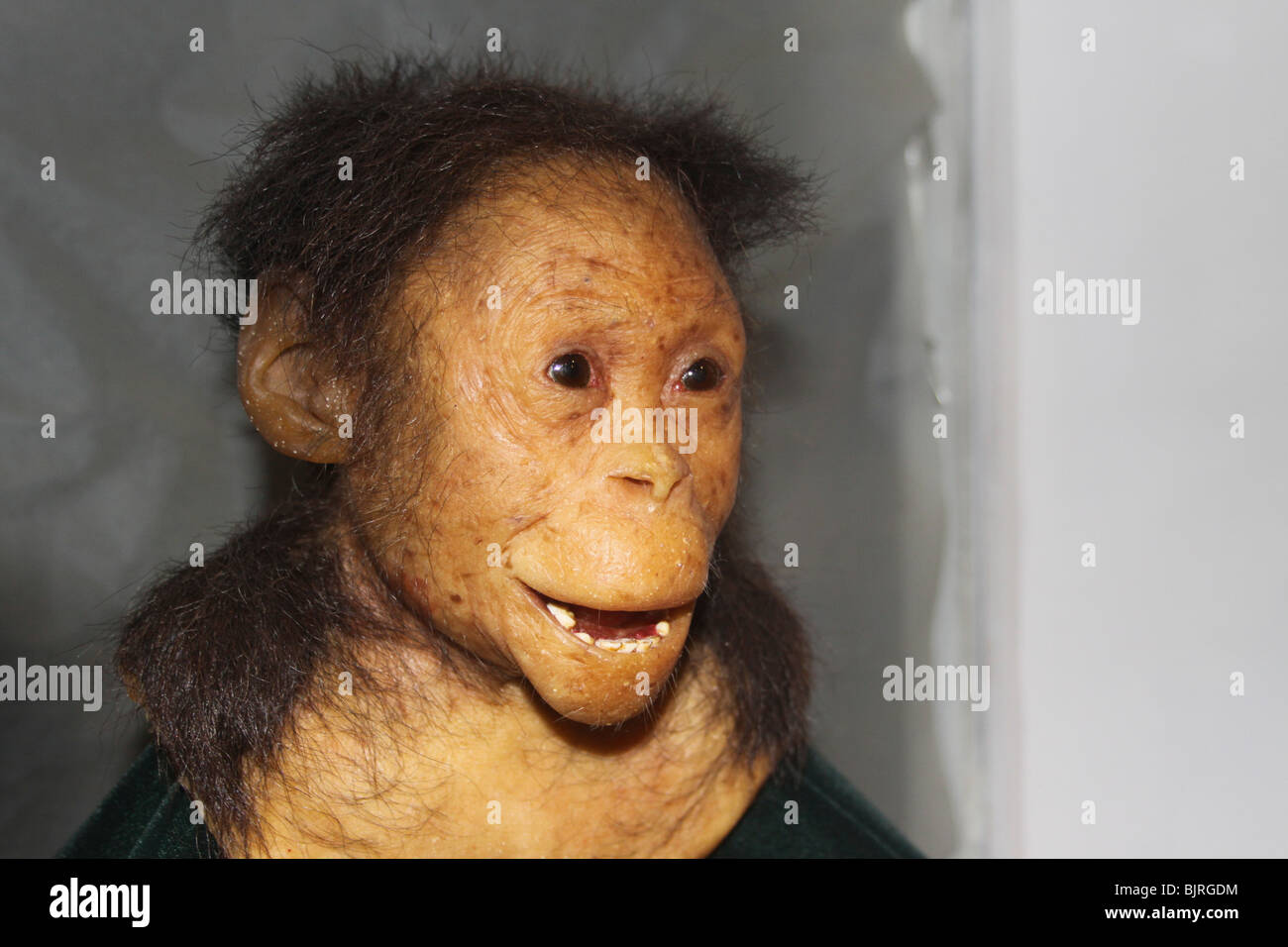 L'Éthiopie, Addis-Abeba, le Musée National, Selam, le premier enfant Australopithecus afarensis (3,3 millions d'années) Banque D'Images