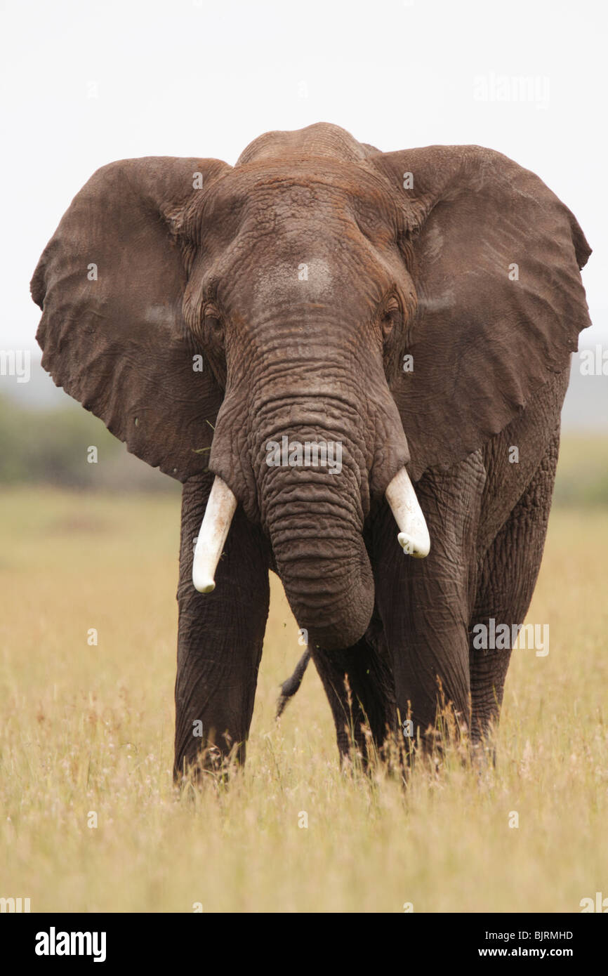 Dans l'éléphant de la réserve Masaï Mara Kenya Banque D'Images