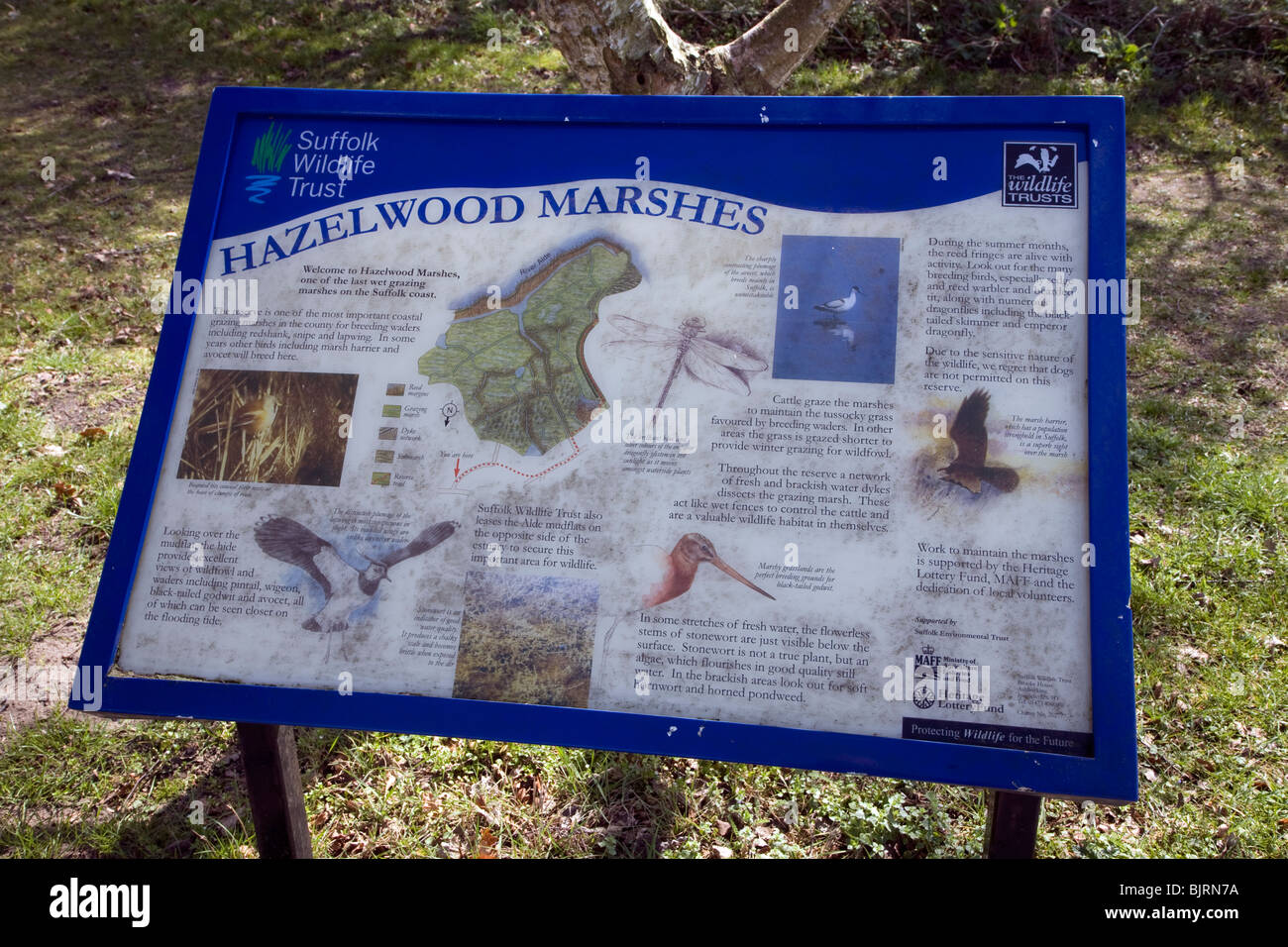 Marais d'Hazelwood Suffolk Wildlife Trust information board, Aldeburgh, Sufolk Banque D'Images