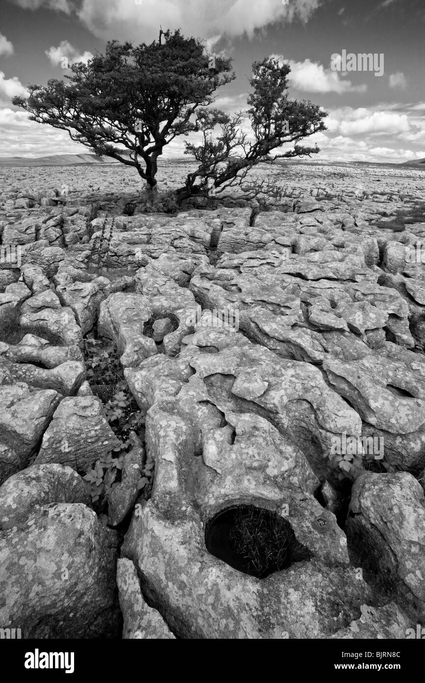 Cicatrices blanches lapiez, Ingleborough, Yorkshire Dales, Angleterre Banque D'Images