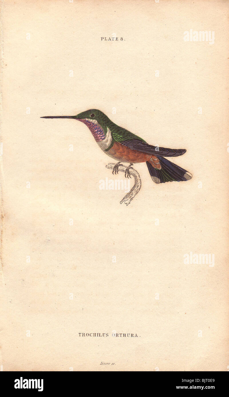 Même-tailed hummingbird amethystine Trochilus (orthura). Maintenant que l'on croit être des mâles immatures woodstar Améthyste. Banque D'Images