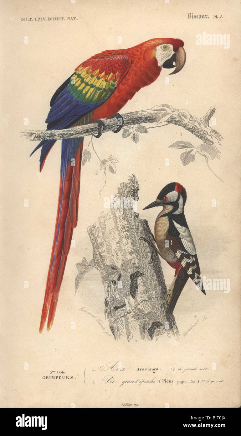 Ara macao, Aracanga, Picoides major, Picus major Guaiana ara rouge Pic et Banque D'Images