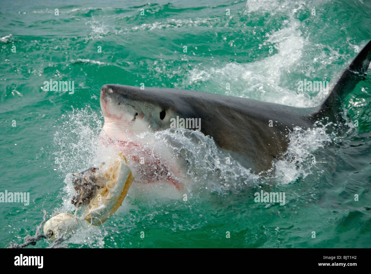 Grand requin blanc (Carcharodon carcharias) alimentation alimentation et briser la surface de mordre l'appât, Gansbaii, Dyer Island, Afrique du Sud. Banque D'Images