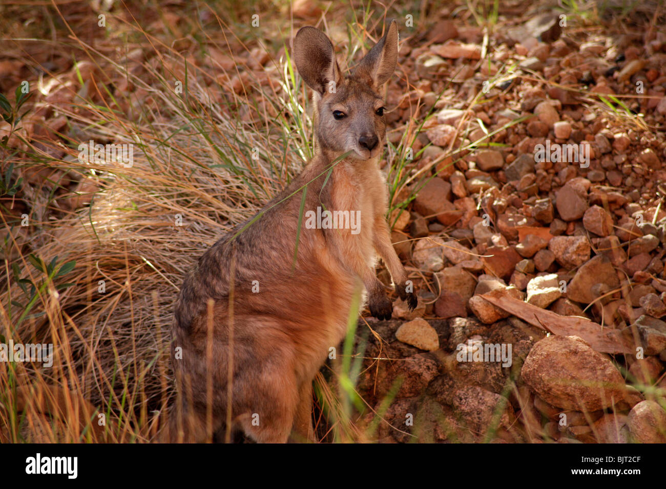 Kangaroo à pâturage-d'Uluru-Kata Tjuta National Park, Territoire du Nord, Australie Banque D'Images
