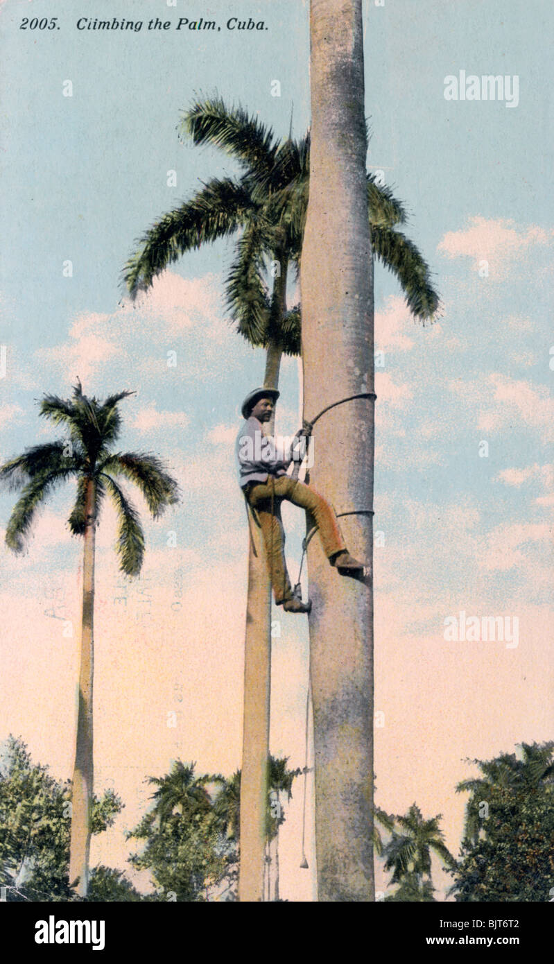 Un homme escalade un palmier, Cuba, 1911. Artiste : Inconnu Banque D'Images