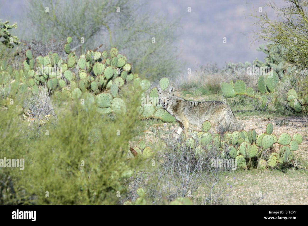 Coyote Canis latrans Tucson, Arizona, United States 25 canidés adultes Mars Banque D'Images