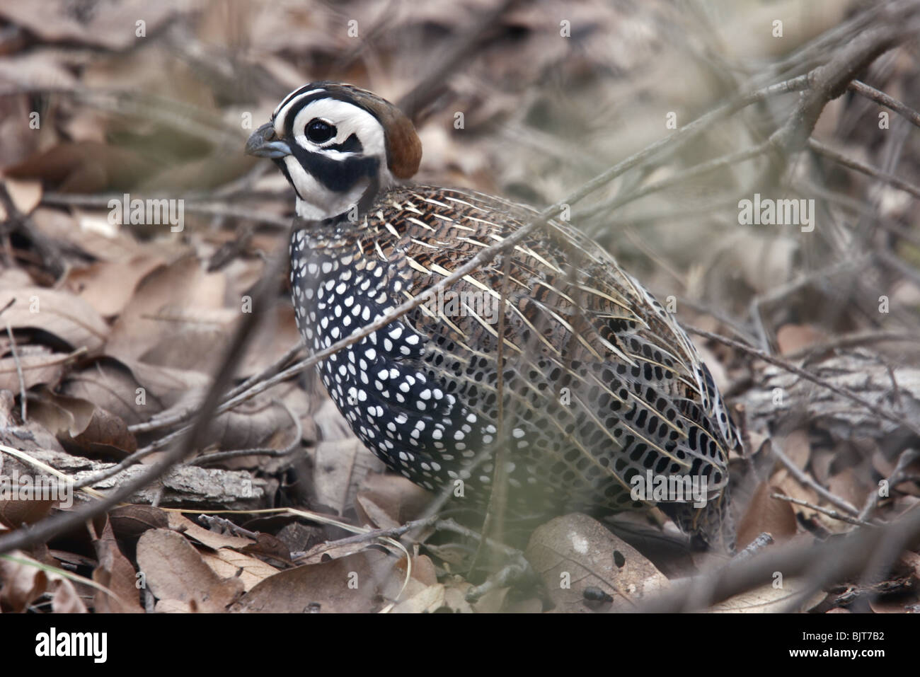 Caille de Montezuma Banque D'Images