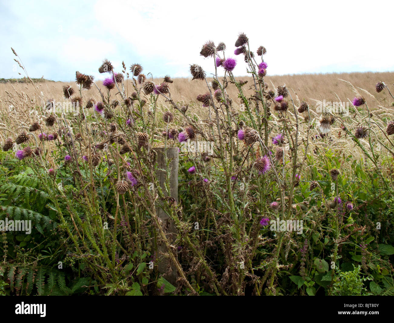 Le musc chardon ou chardon penché (Carduus nutans) Banque D'Images