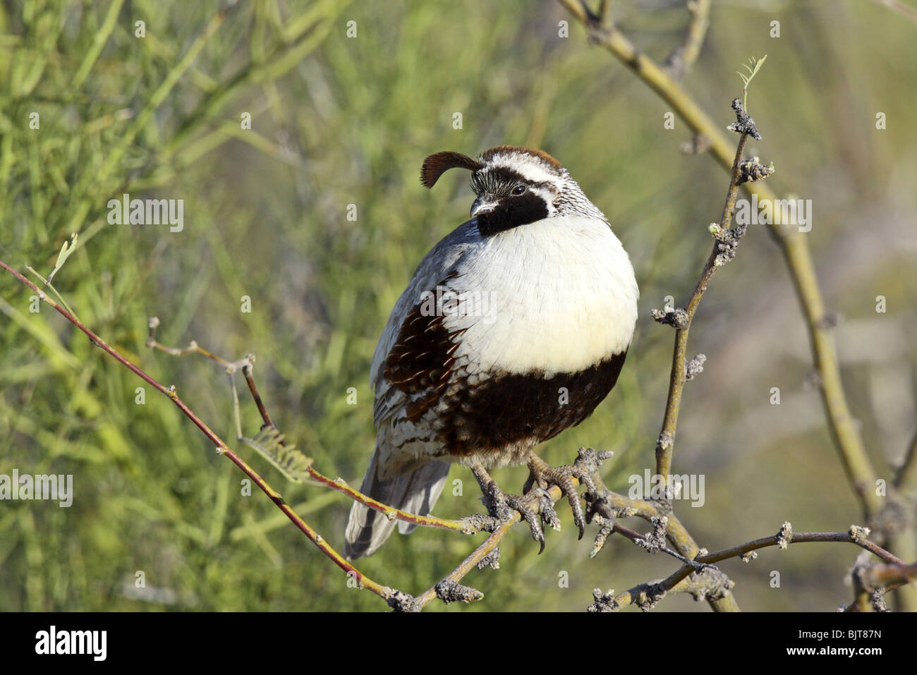 La caille de Gambel ou hypomelanisctic leucistic partielle mâles adultes Banque D'Images