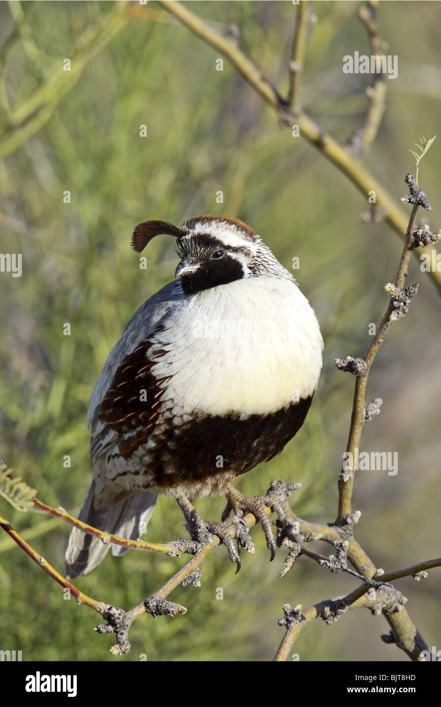 La caille de Gambel ou hypomelanisctic leucistic partielle mâles adultes Banque D'Images