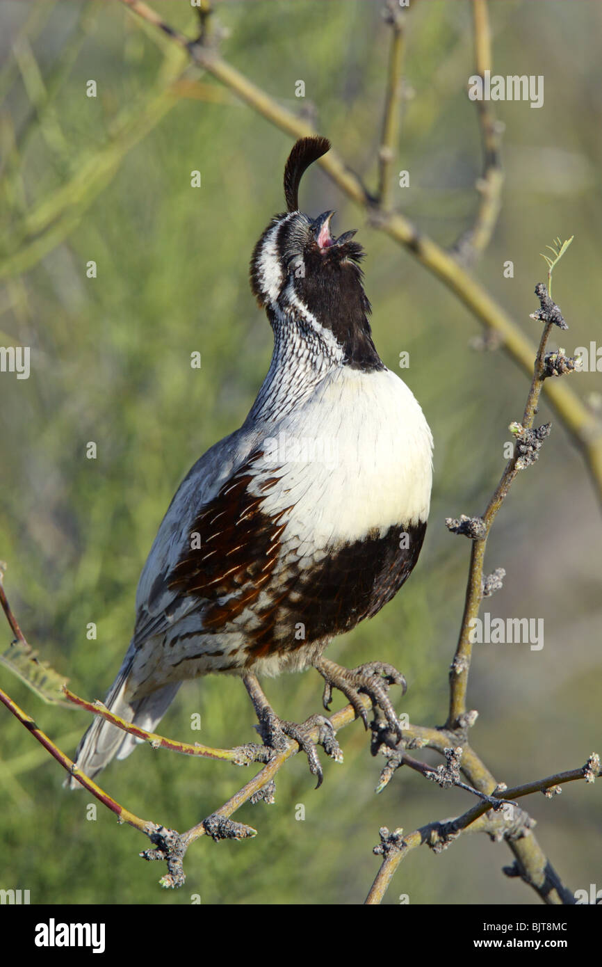 La caille de Gambel ou hypomelanisctic leucistic partielle mâles adultes Banque D'Images