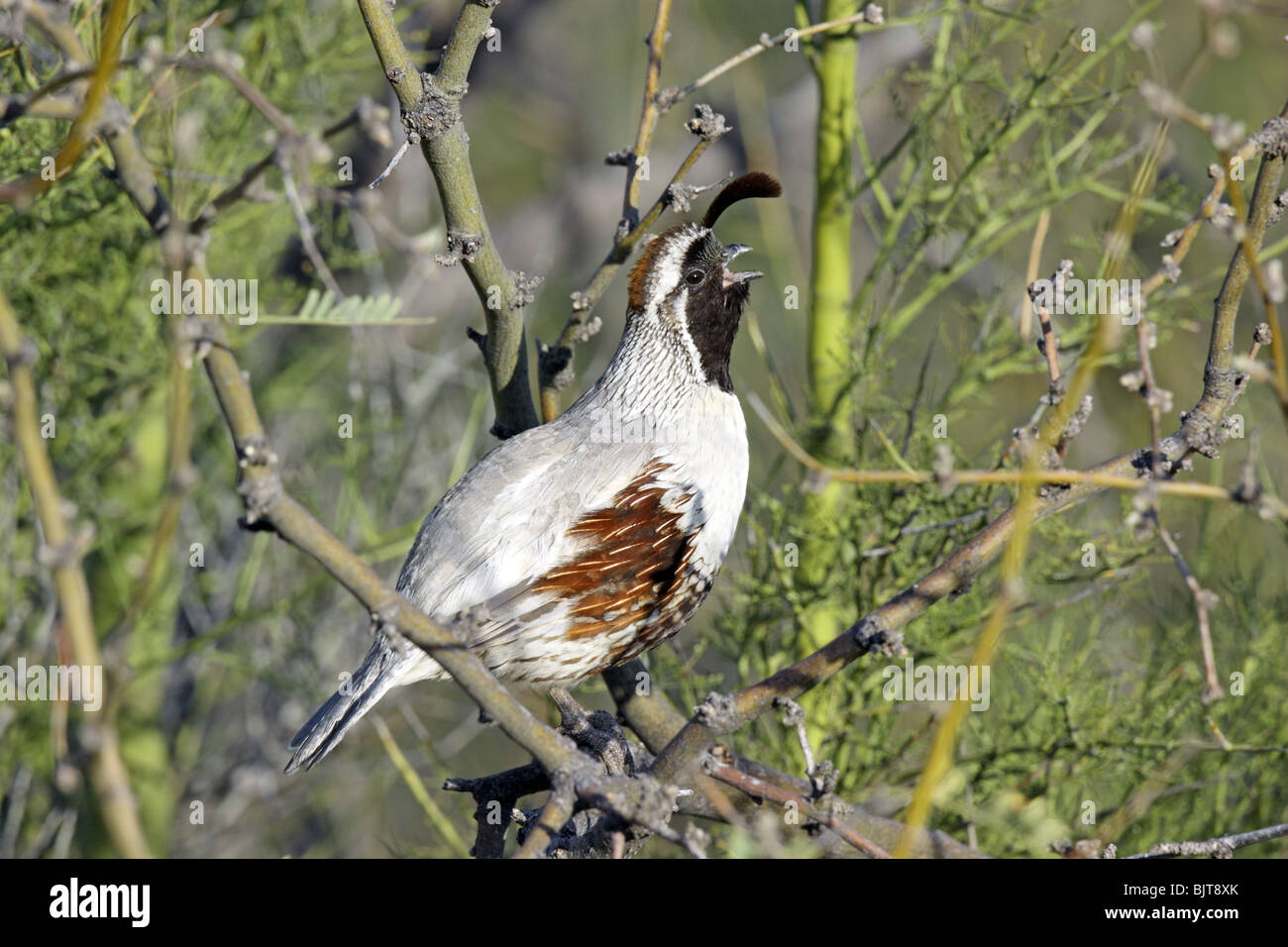 La caille de Gambel ou hypomelanisctic leucistic partielle mâles adultes Banque D'Images
