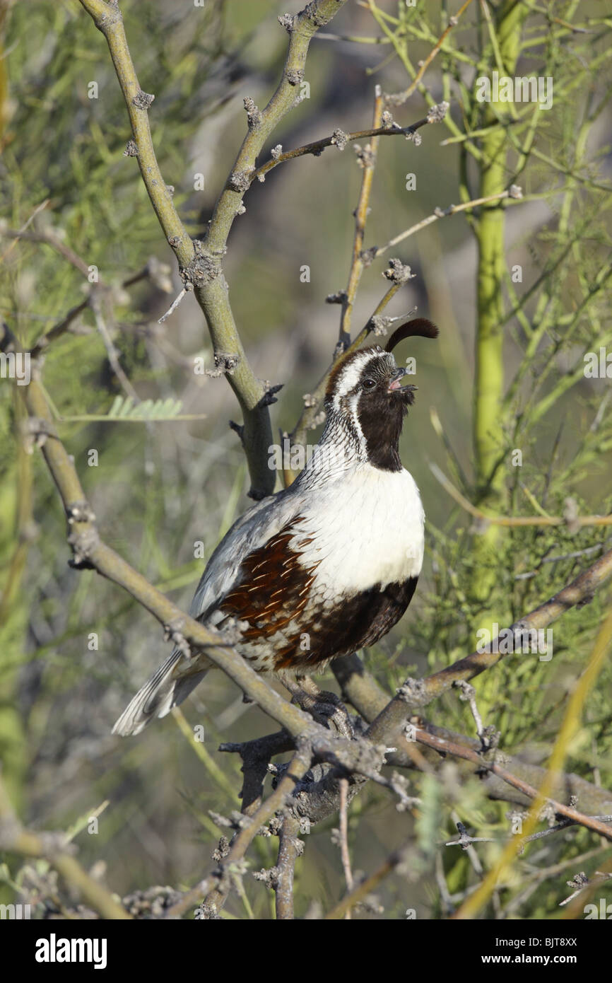 La caille de Gambel ou hypomelanisctic leucistic partielle mâles adultes Banque D'Images