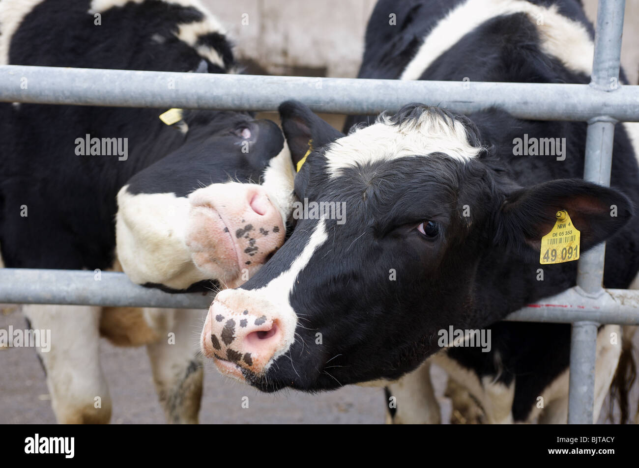 Les vaches laitières Holstein dans une ferme en Allemagne. Banque D'Images