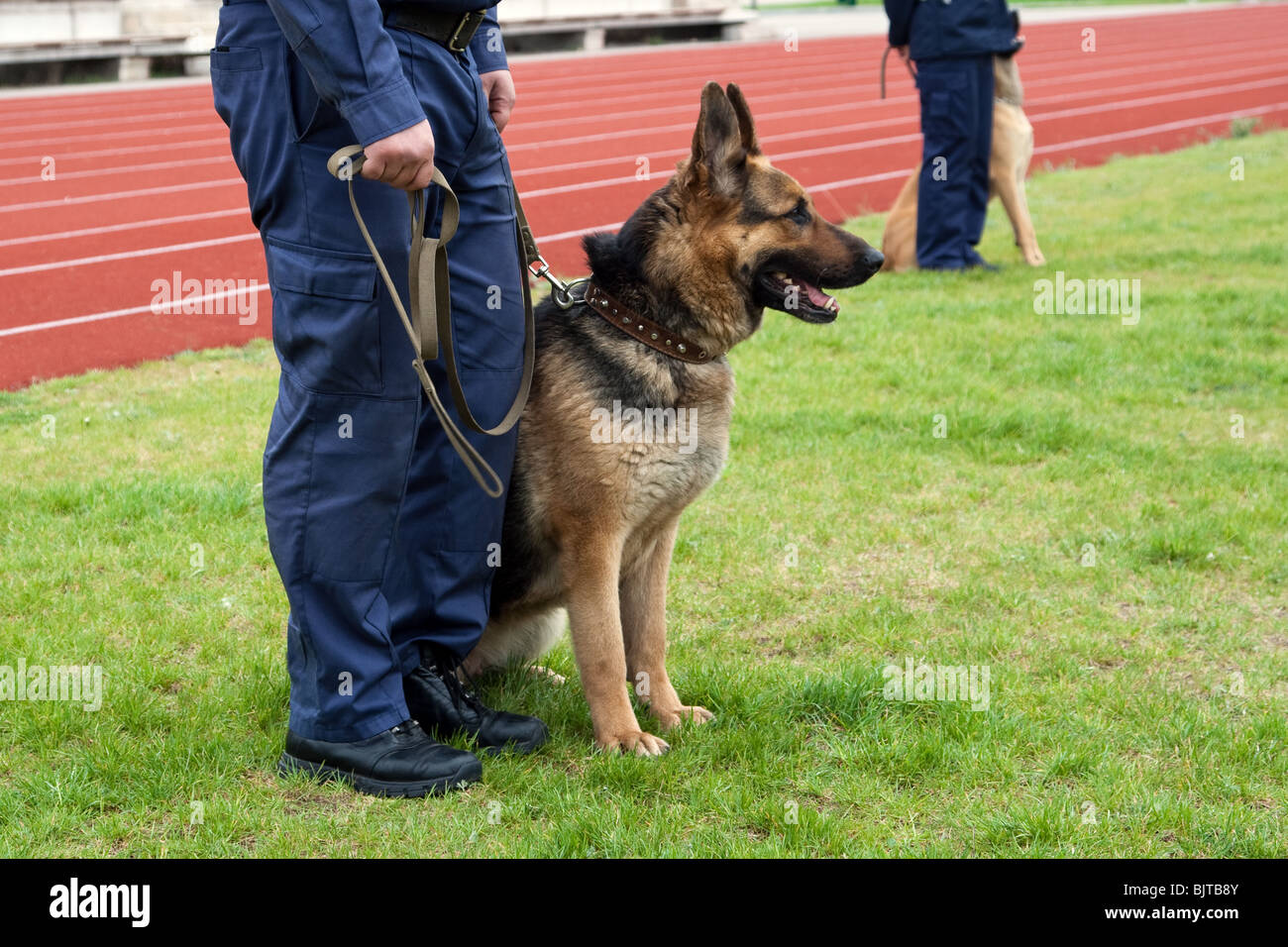 Policier avec un berger allemand sur une formation. Banque D'Images
