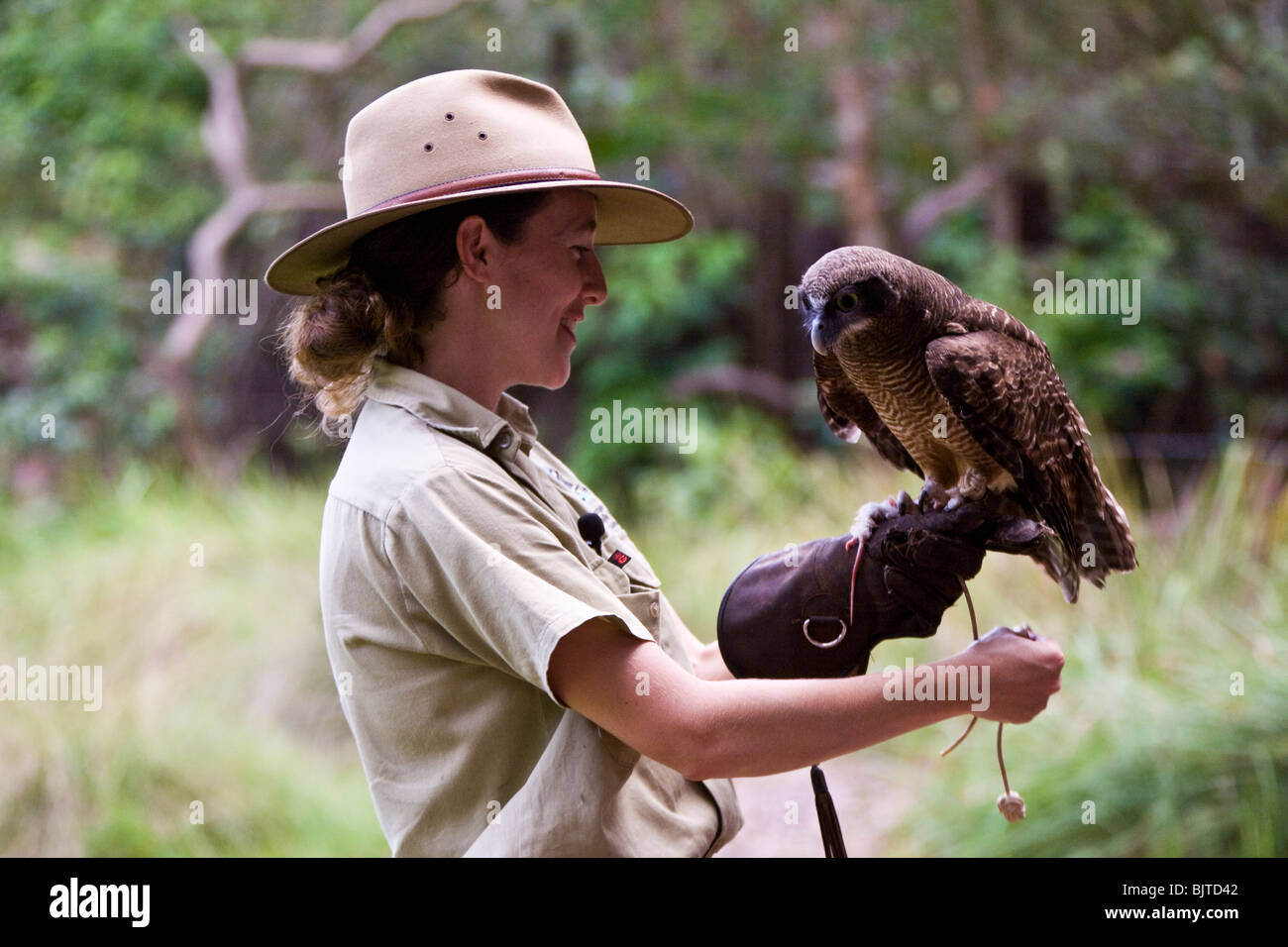 Handler travaille avec un black breasted buzzard pendant le spectacle d'oiseaux de proie à la cabine de pilotage Territoire Wildlife Park Australie Banque D'Images