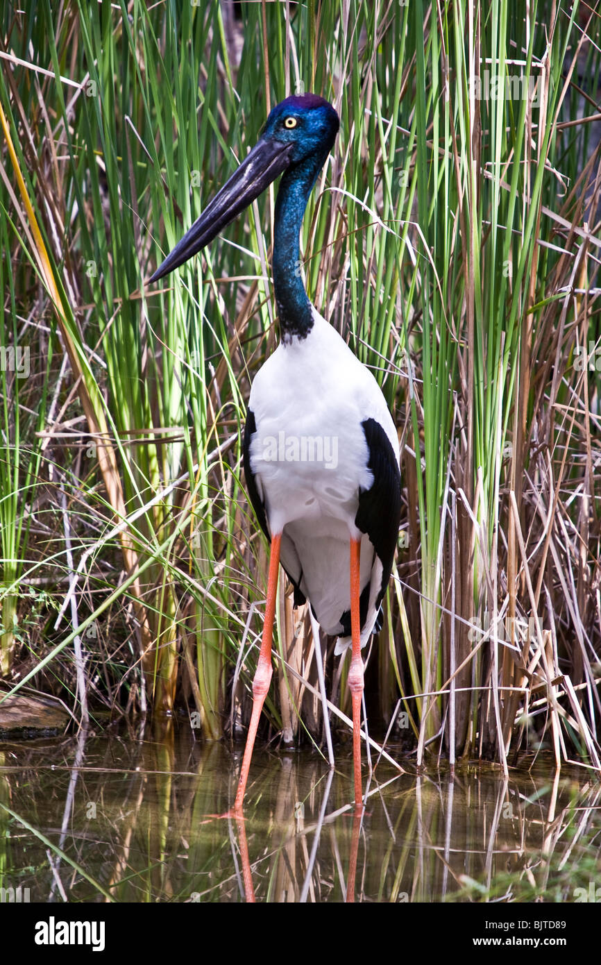 La cigogne à cou noir est la seule espèce de Stork trouvés en Australie Berry Springs, près de Darwin, Territoire du Nord Australie Banque D'Images