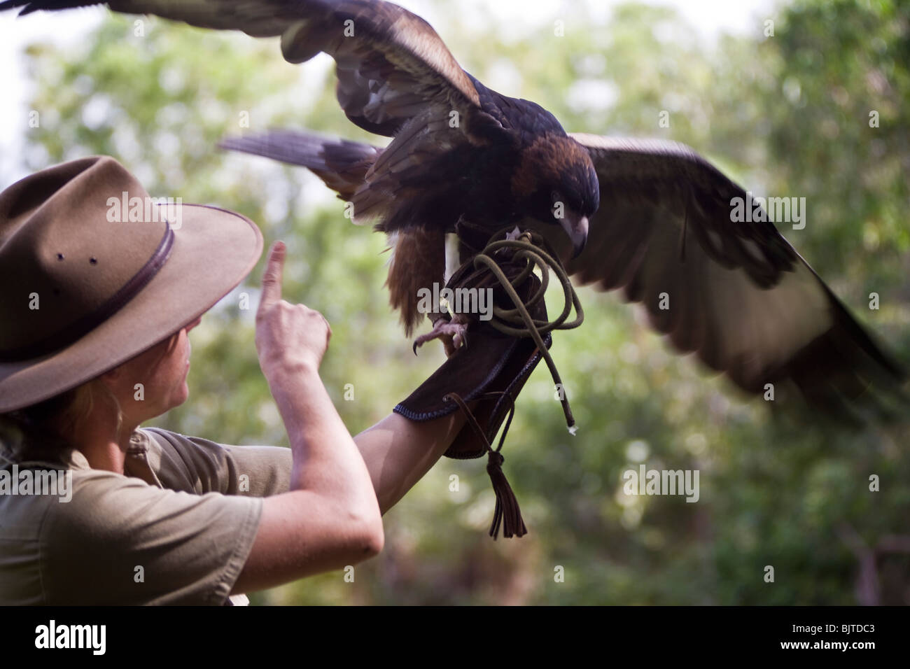 Handler travaille avec un black breasted buzzard pendant le spectacle d'oiseaux de proie à la cabine de pilotage Territoire Wildlife Park Australie Banque D'Images