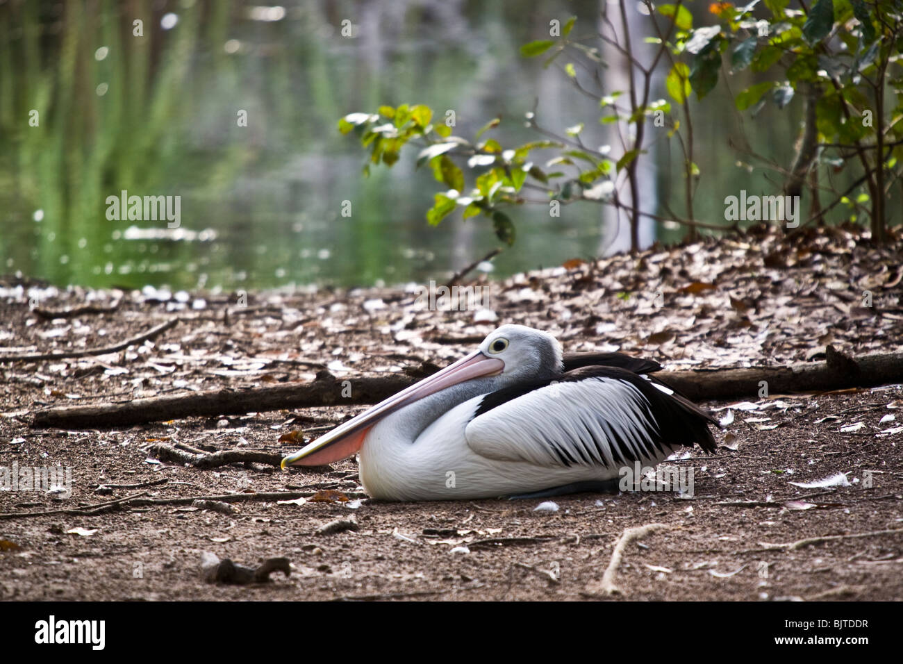 L'Australian pelican Pelecanus conspiciillatus est le plus grand du genre Territoire Wildlife Park Darwin Australie Banque D'Images